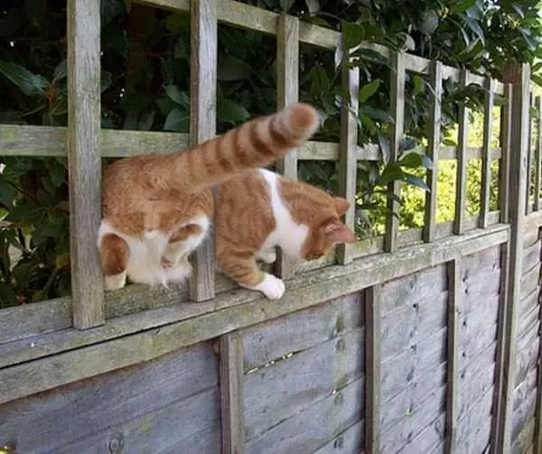 Ninja Walk
