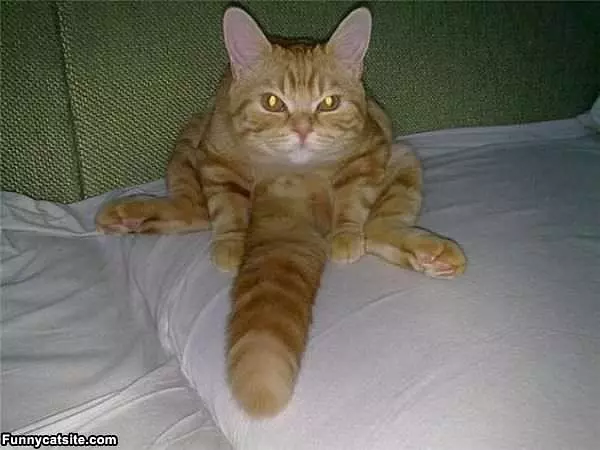 Mad Tail Cat