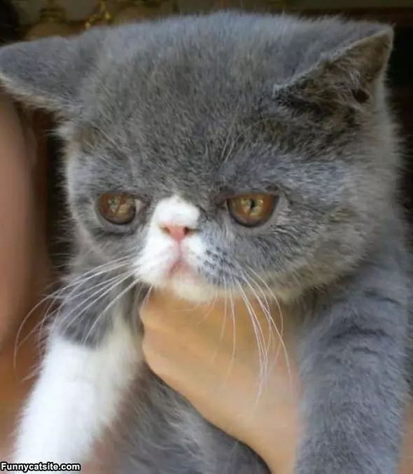 Big Sad Eyes