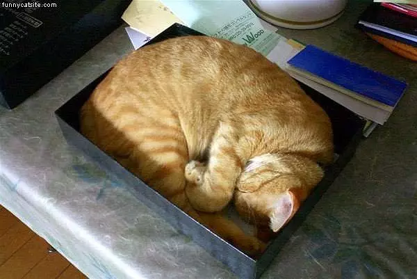 A Cat In A Box