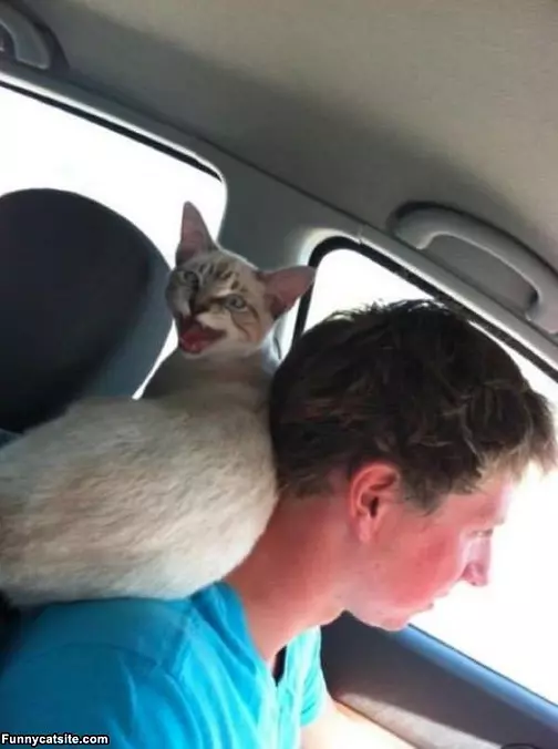 Going For A Car Ride