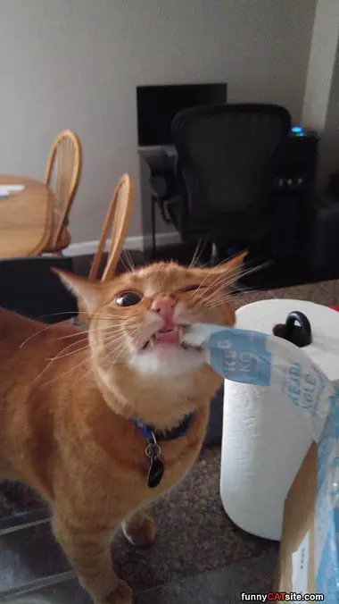 Chewing On It