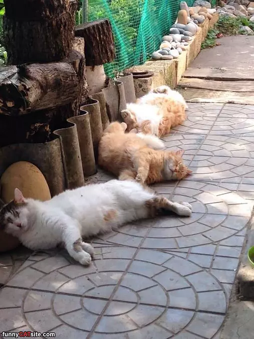 A Cat Farm