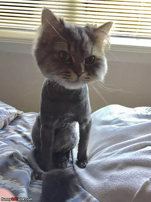 I Has A Fuzzy Head