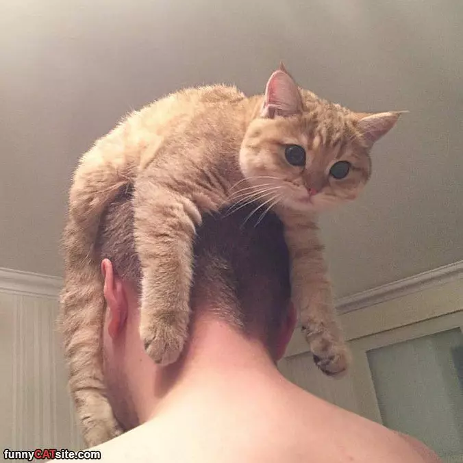 My Cat Is Also A Hat