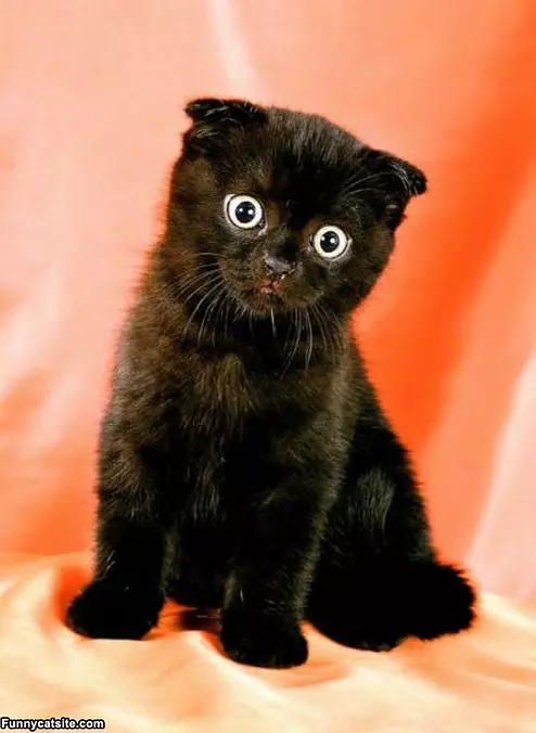 Crazy Eyes
