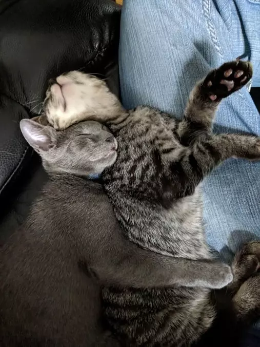 Napping Together