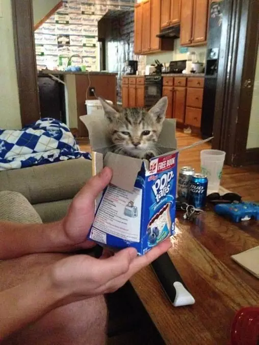 Pop Tart Kitty