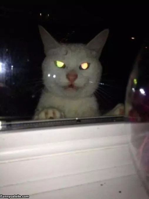 Let Me In Right Now