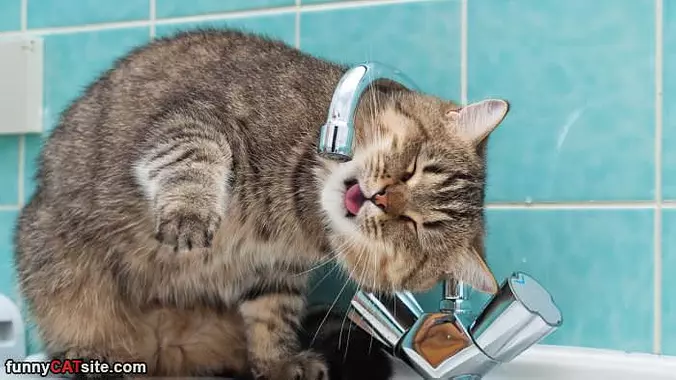 Getting A Sip Of Water