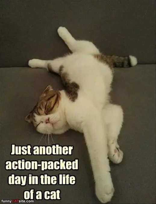 Another Action Packed Day