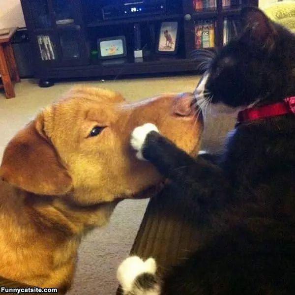 Listen To Me Dog