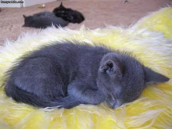 Cute Gray Kitten
