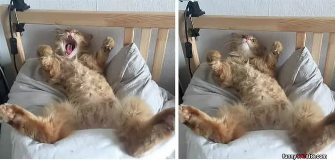 Laying Around Relaxing