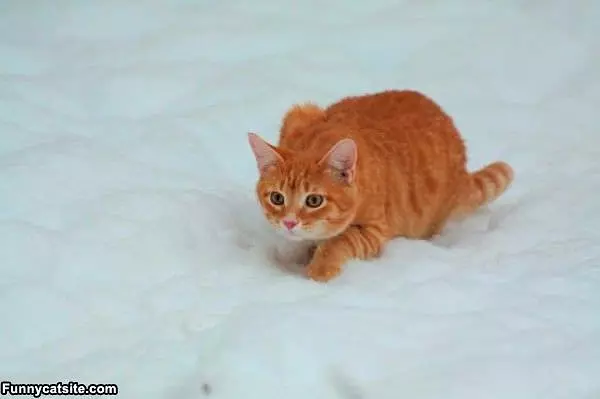 What Is That Stuff