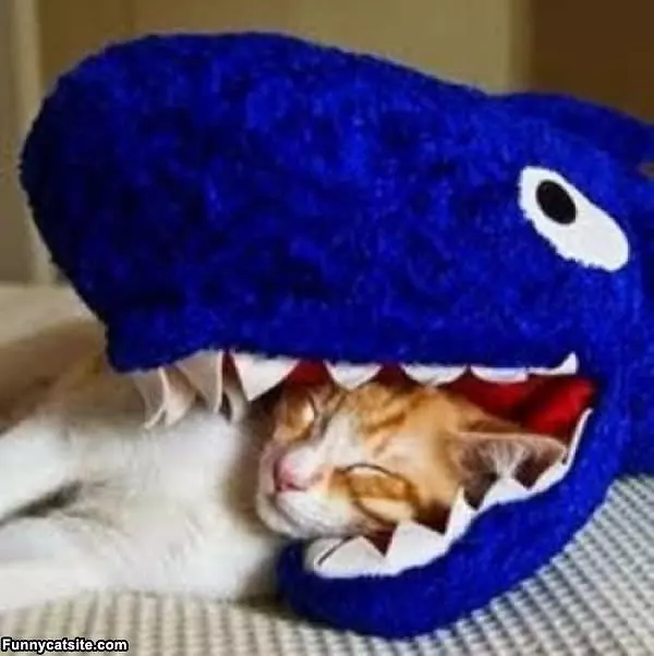 Nom Nom Monster