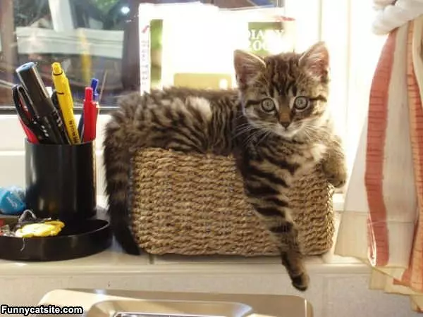 Cat Basket