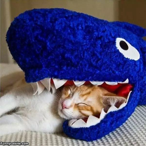 Nom Nom Sleep Cat
