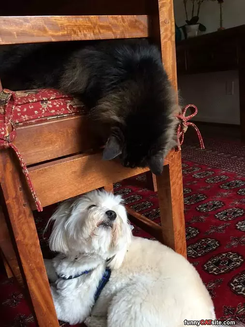 Hey There Buddy