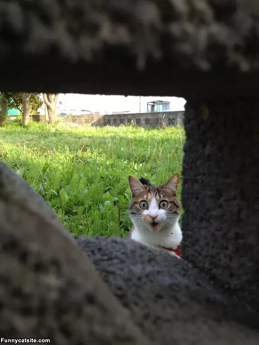 I Likes What I Sees