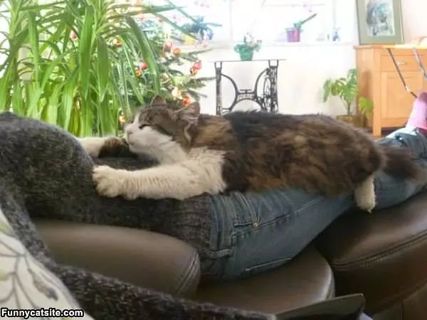 I Am Super Relaxed Cat