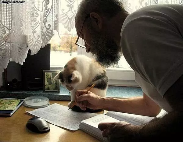 Homework Cat