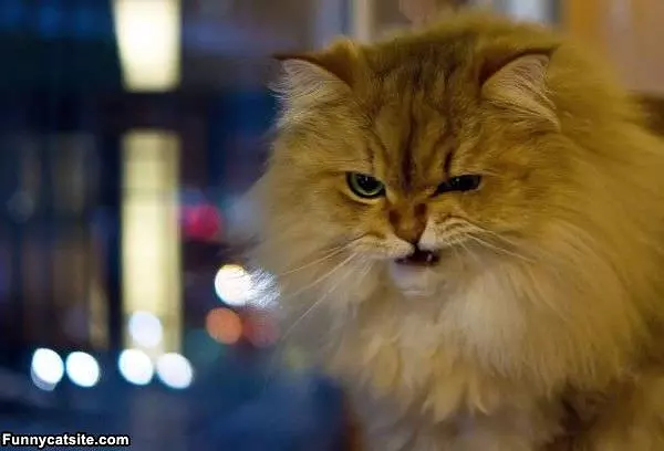 My Grrr Face
