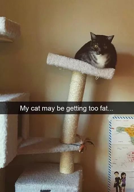 Getting Too Fat