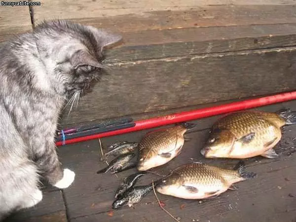 Good Fisher