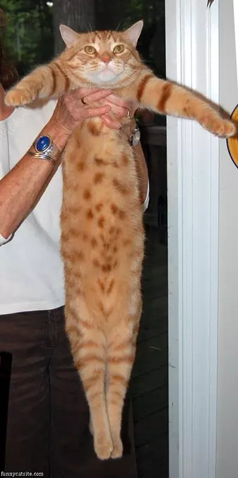 The Long Cat