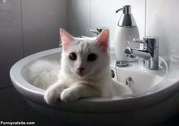 My Clean Sink