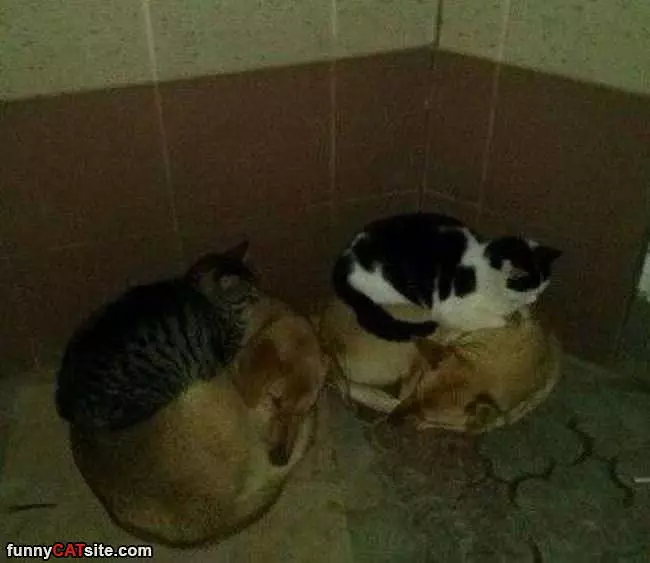 Found The Warmest Beds