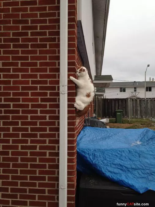 Climbing Walls