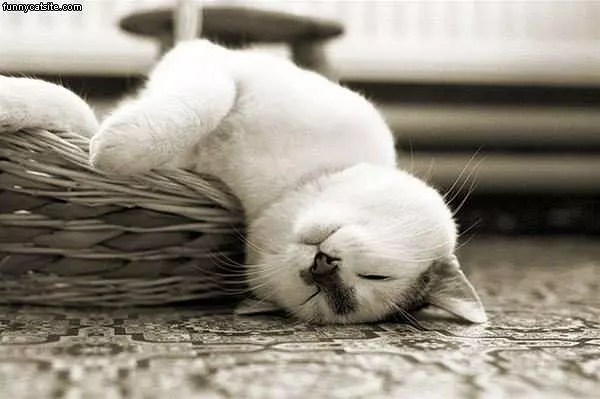 Cat Napping