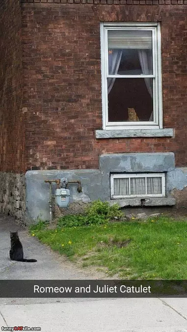 Romeow And Juliet Catulet