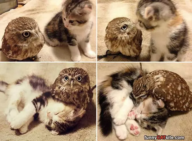 Hanging With My Owl
