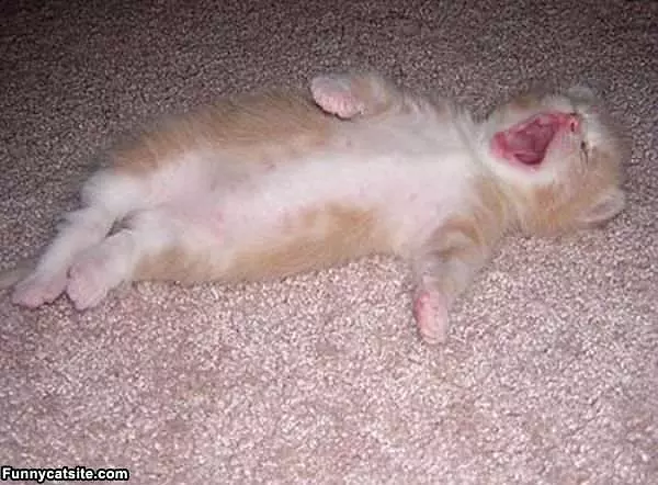 Shhhhh Im Sleeping