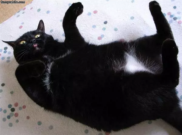 Na Na Fat Black Cat