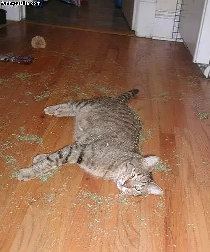 Catnip