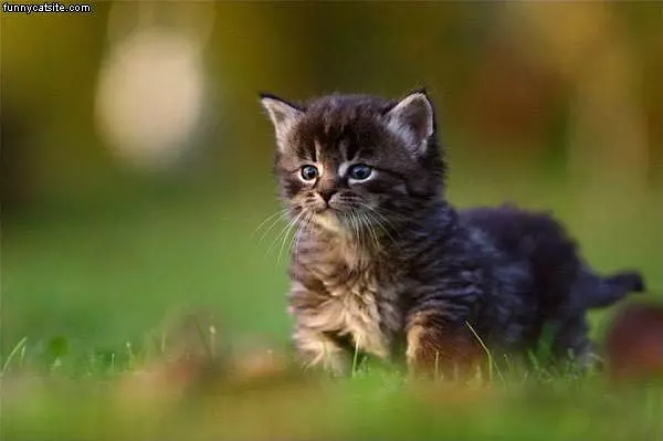 Fluffy Funny Kitten