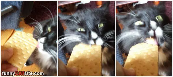 Rawrrr Nomm Nommmmm
