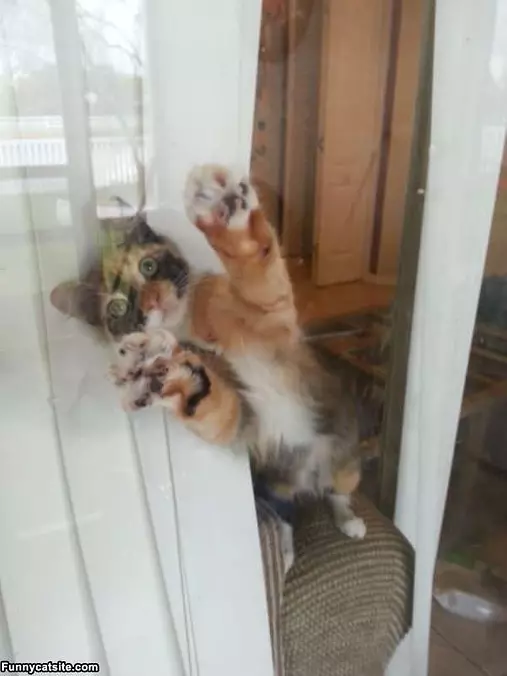 I Saw A Fly