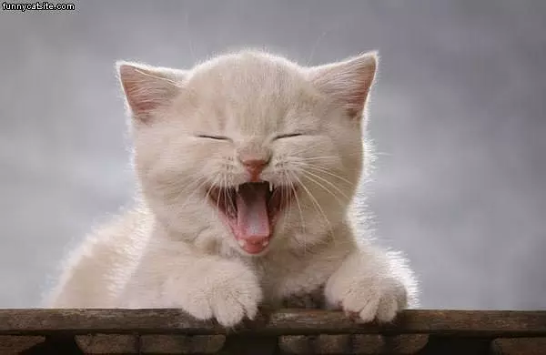 Puh Cat