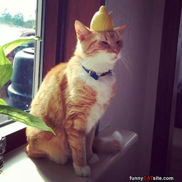 When Life Gives You Lemons