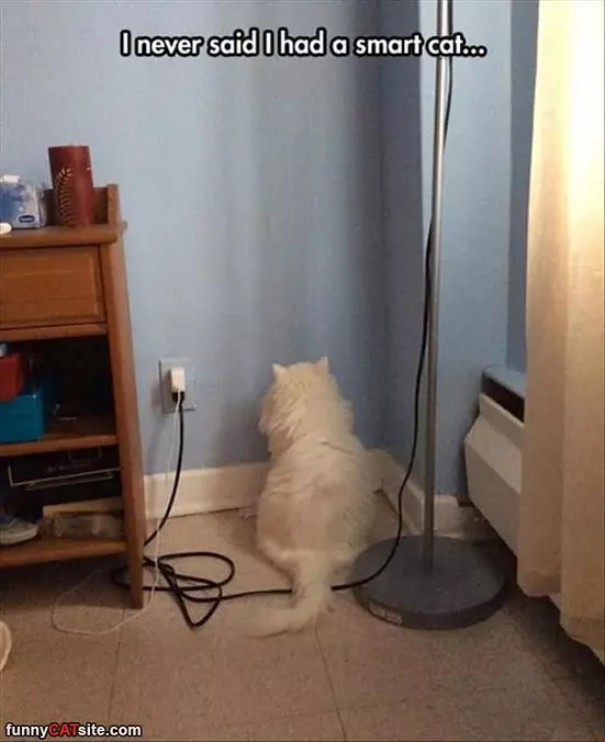 Not A Smart Cat