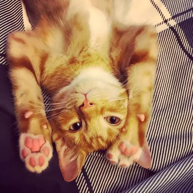 Paws Up