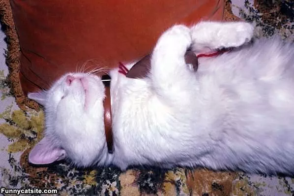 Im Sleeping