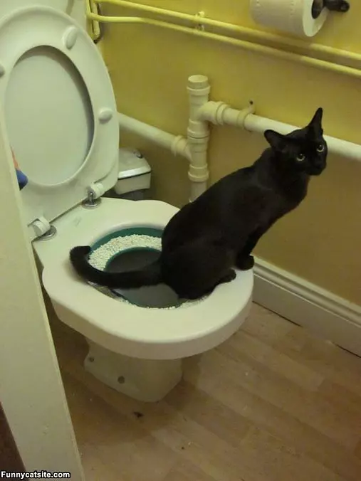 Toilet Litter Box