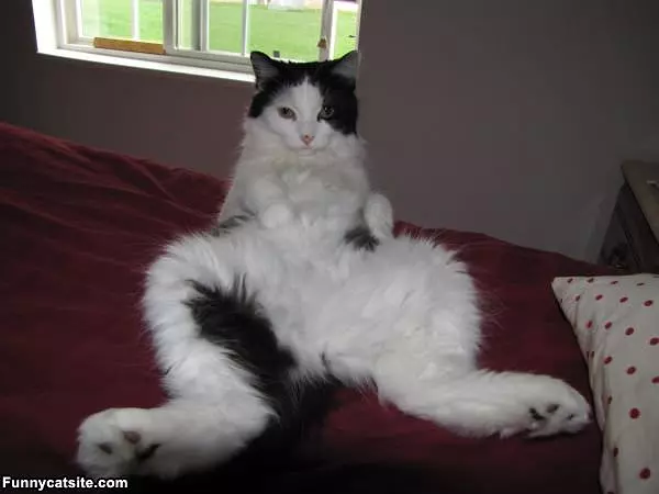 I Am Flufffy