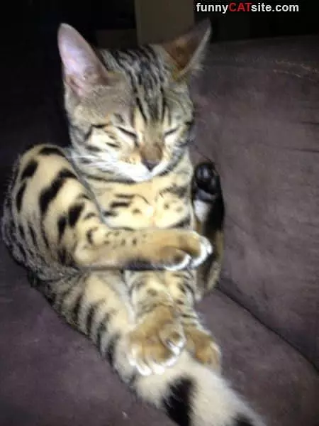 Very Relaxing Yoga Cat